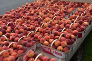 7th Sep 2019 - Ontario Peaches..the best tasting