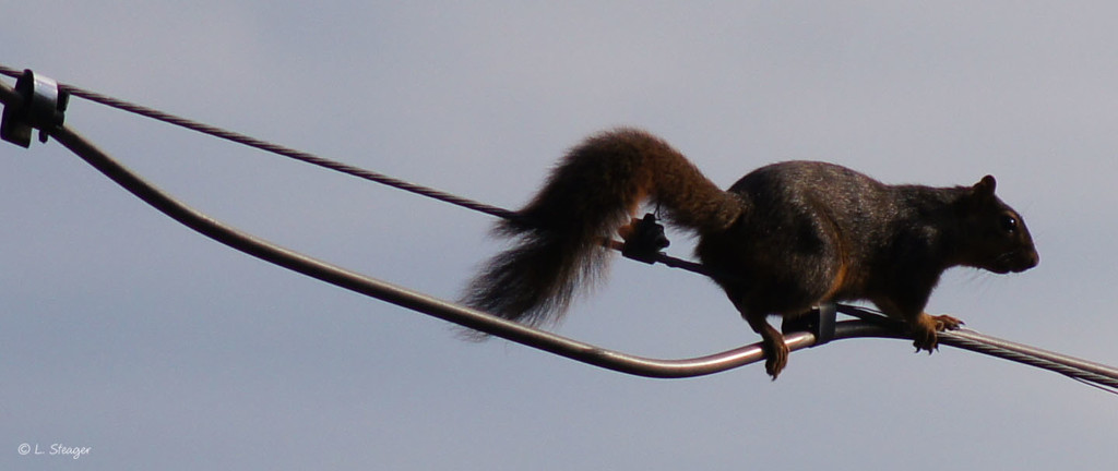 High wire act by larrysphotos