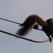 High wire act by larrysphotos
