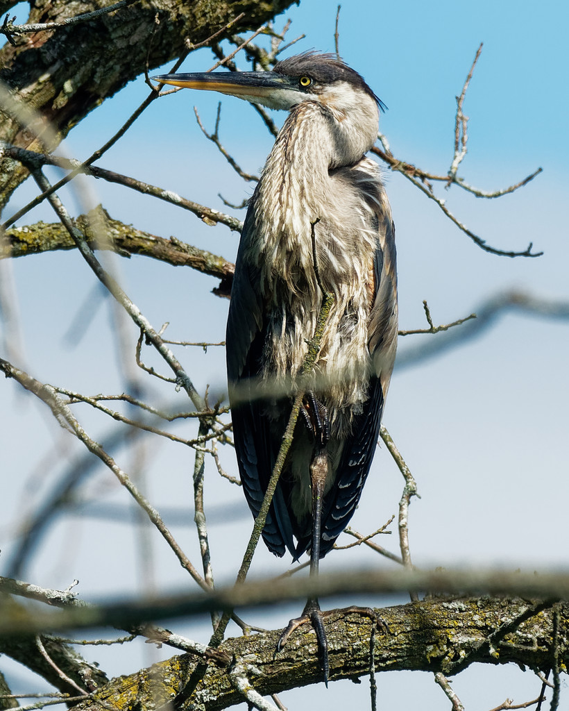 great blue heron in a tree by rminer