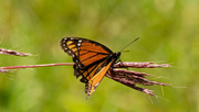 7th Sep 2019 - viceroy butterfly