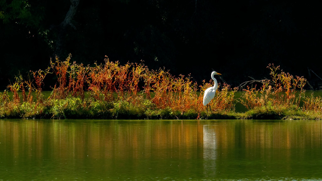 great white egret on the shore by rminer