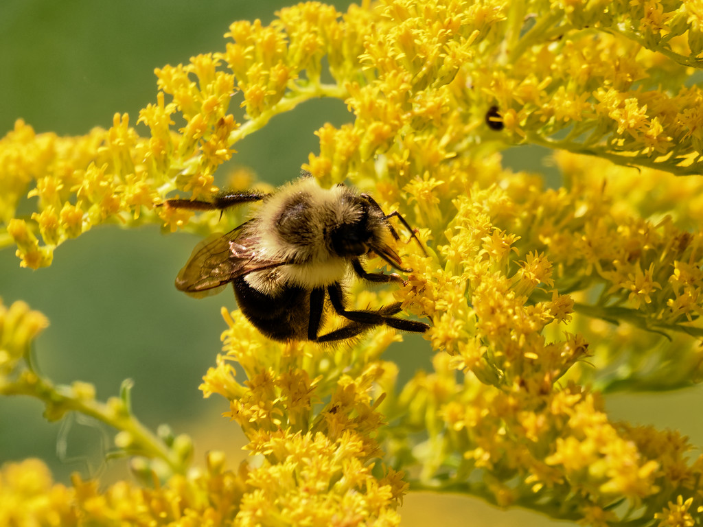 bumblebee in goldenrod by rminer