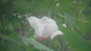 7th Sep 2019 - Rose of Sharon
