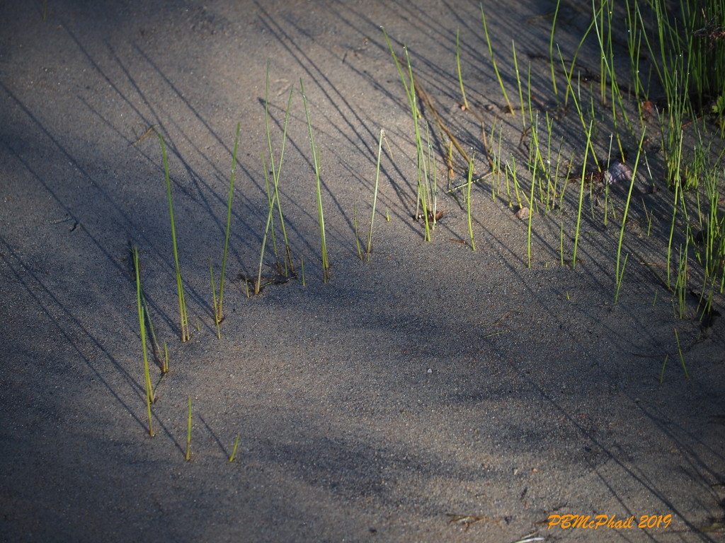 Shadows on the Sand by selkie