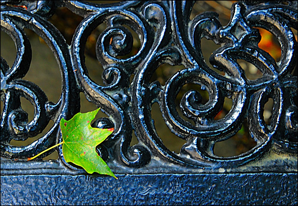 One Green Leaf by olivetreeann