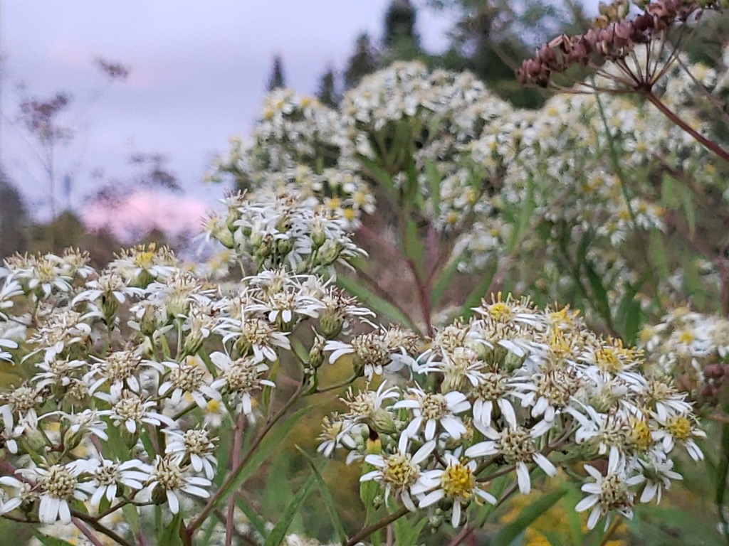 Flowers at Dusk by waltzingmarie