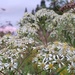 Flowers at Dusk by waltzingmarie