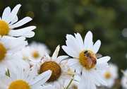 7th Sep 2019 - Daisies with bee