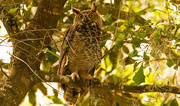 7th Sep 2019 - Great Horned Owl, Up From the Ground!