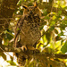Great Horned Owl, Up From the Ground! by rickster549