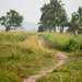 Rice Paddy Path by ianjb21