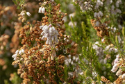 9th Sep 2019 - Lucky White Heather