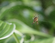 6th Sep 2019 - Beautiful Spider