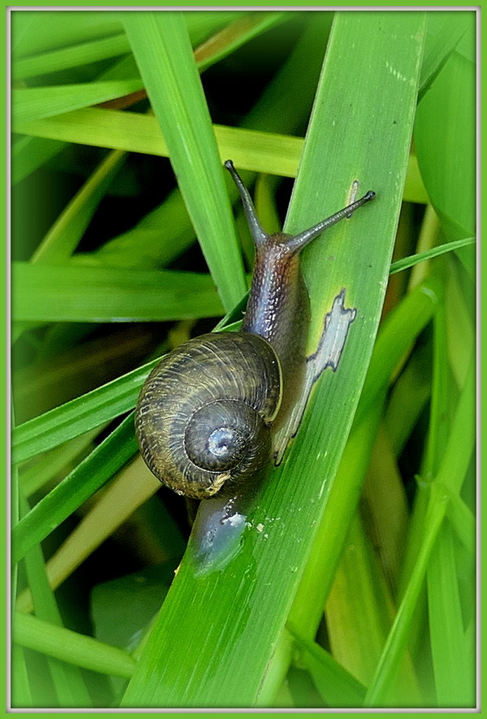 Snail racing by dide