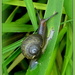 Snail racing by dide