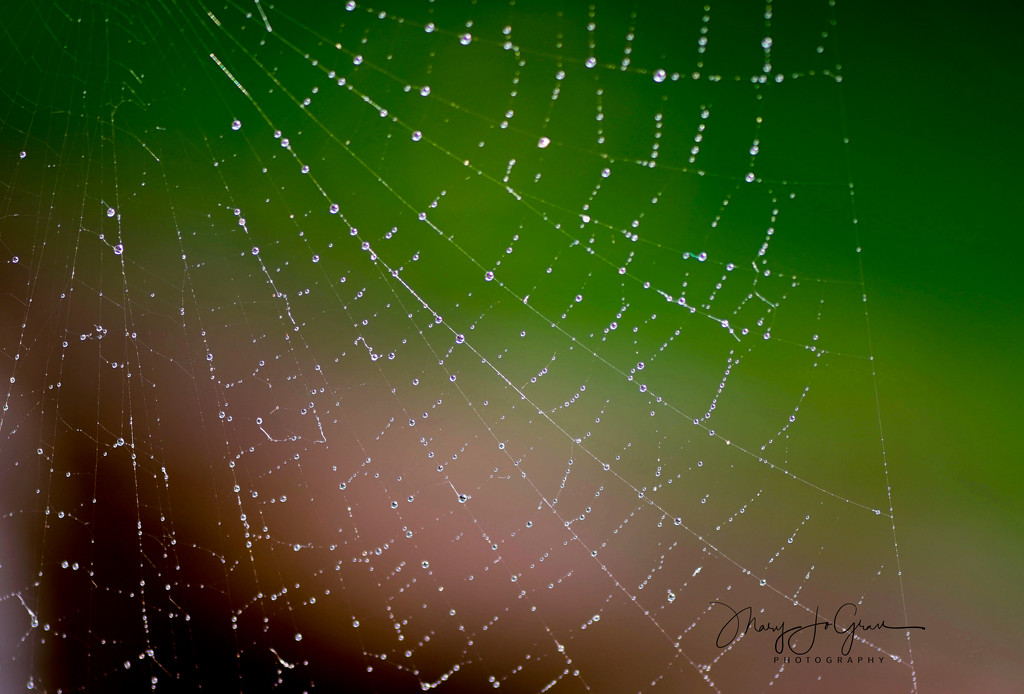 ~Web~ by crowfan