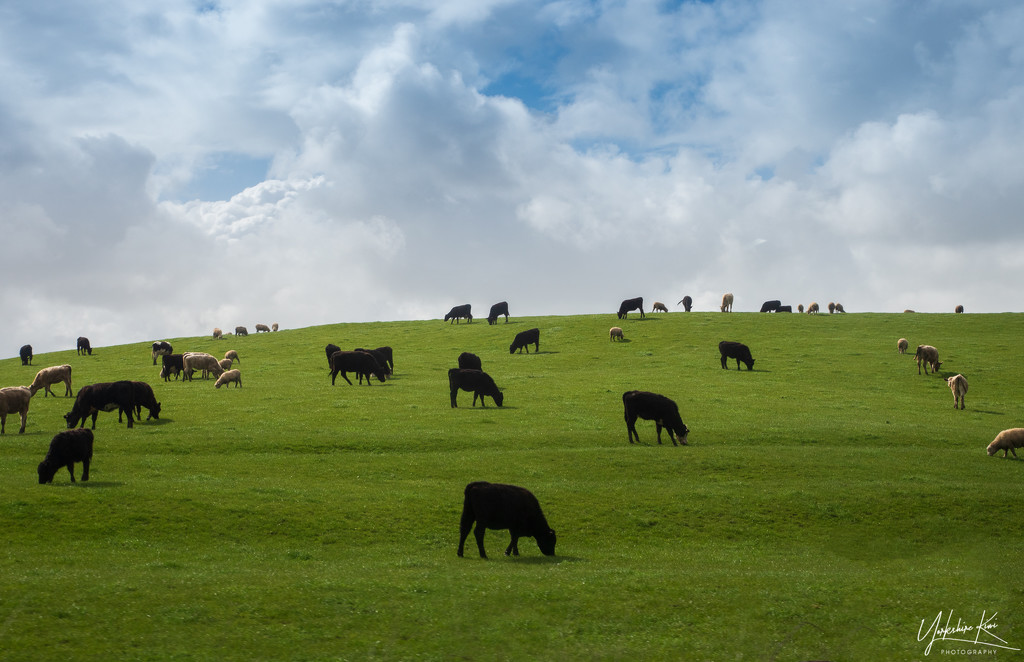 Heard of Cows? by yorkshirekiwi