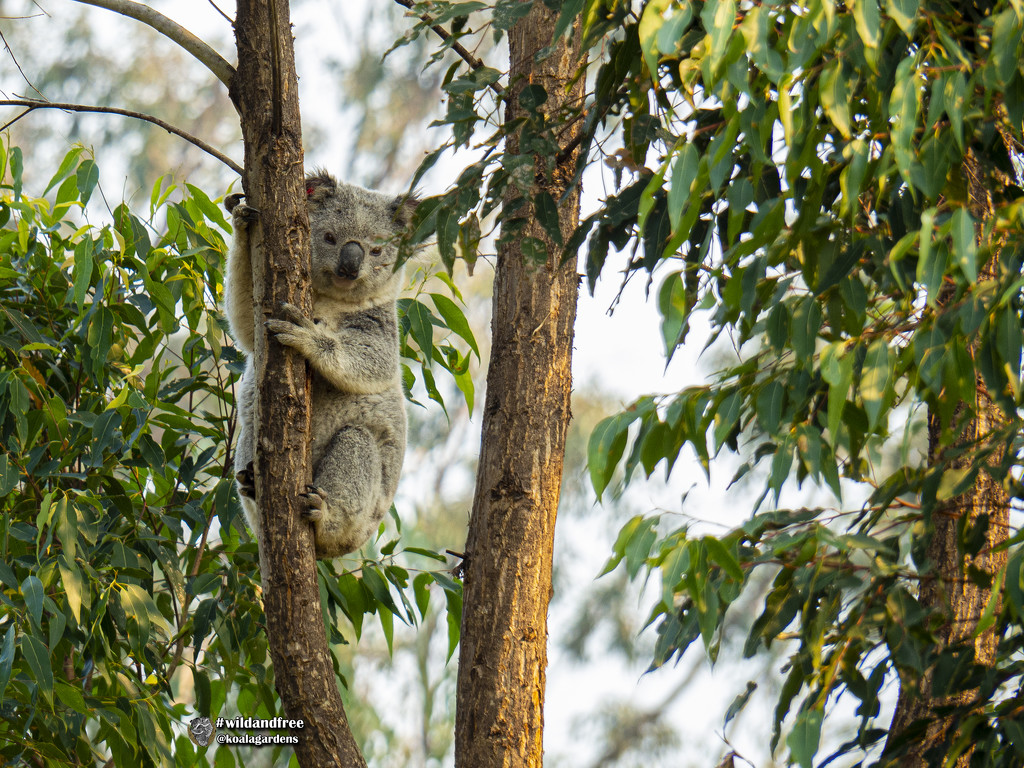 meet Luca by koalagardens