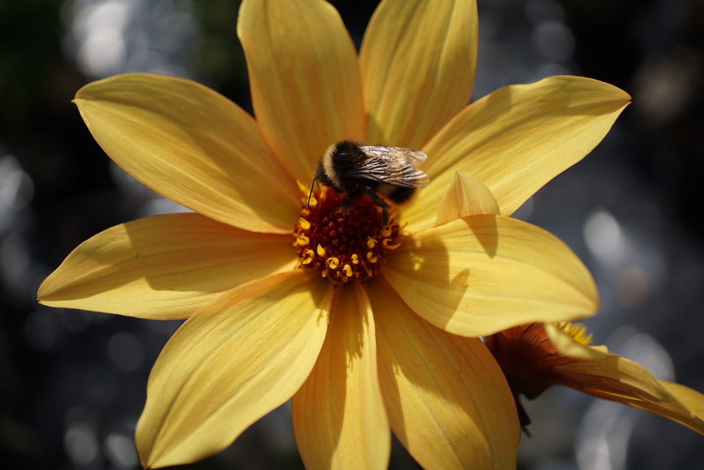 yellow dahlia with bee and bokeh by quietpurplehaze