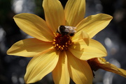 8th Sep 2019 - yellow dahlia with bee and bokeh