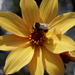 yellow dahlia with bee and bokeh by quietpurplehaze