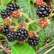 8th Sep 2019 - Blackberries - photobombed