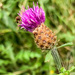 Thistle - photobombed by pamknowler