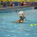 Another Pooch Plunge photo. by bigdad