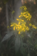 7th Sep 2019 - yellow flower