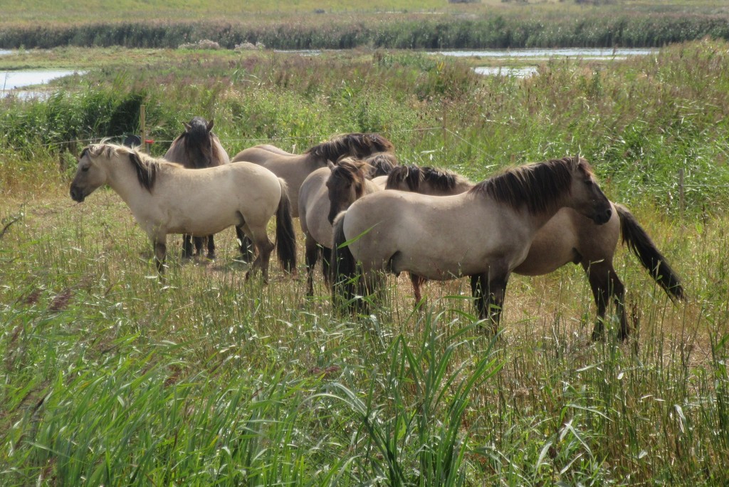 Grazing at Minsmere by lellie