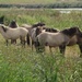 Grazing at Minsmere by lellie
