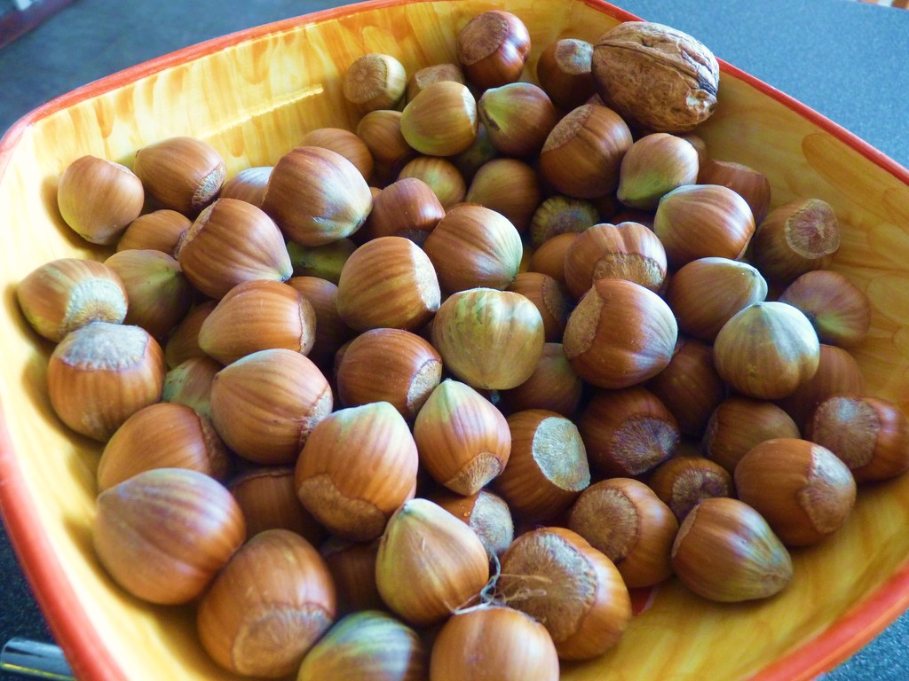 Nuts by lellie