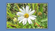 8th Sep 2019 - The three stages of a daisy, plus an insect.