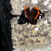 Butterfly by arthurclark