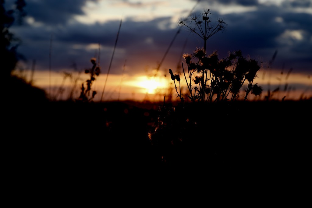 Sunset Through The Thistle by phil_sandford