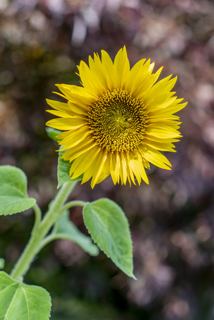 Small Sunflower by pcoulson