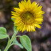 Small Sunflower by pcoulson