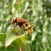 Volucella zonaria by helenhall