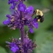 Busy Bee by jyokota