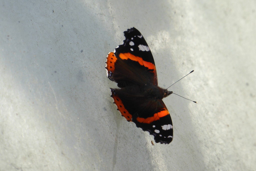 Red Admiral waiting to be photographed? by speedwell