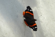2nd Sep 2019 - Red Admiral waiting to be photographed?