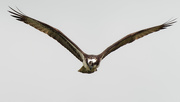 8th Sep 2019 - Osprey flying to me