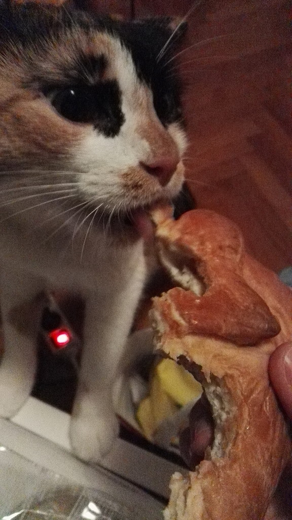 happy hungry cat by zardz