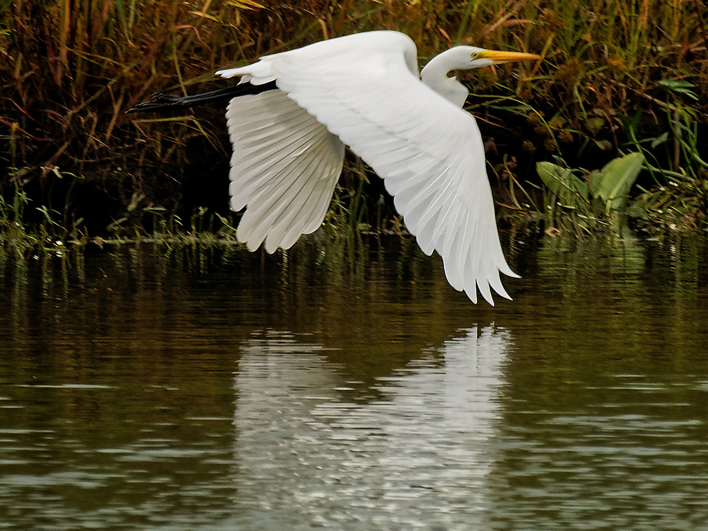great white egret closeup with reflection by rminer