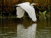 8th Sep 2019 - great white egret closeup with reflection