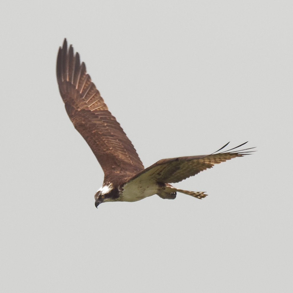 Osprey in flight by rminer