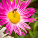 Flower and bug by swillinbillyflynn