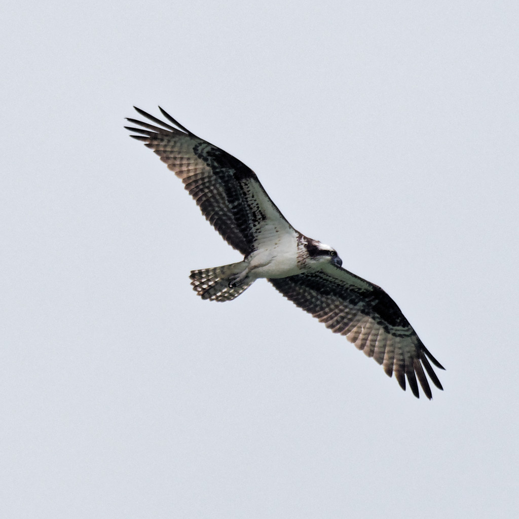 osprey in flight by rminer