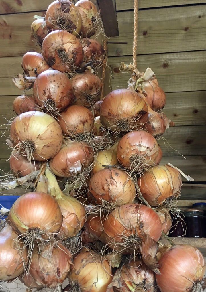 Onion harvest. by rosie00